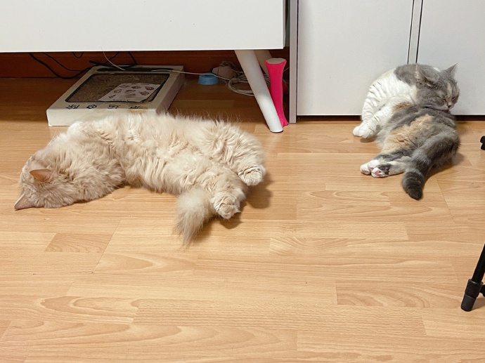 猫图片|宠物猫|猫咪|