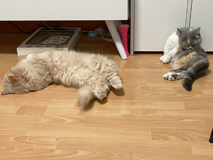 猫图片|宠物猫|猫咪|