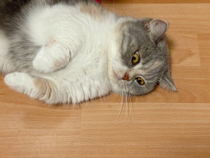 猫图片|宠物猫|猫咪|