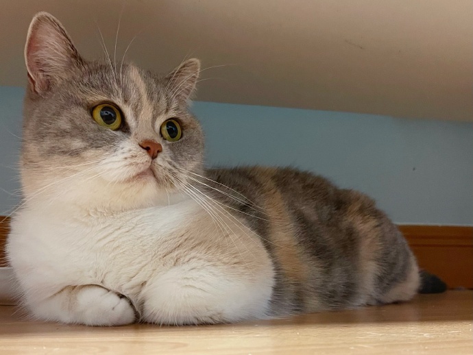 猫图片|宠物猫|猫咪|