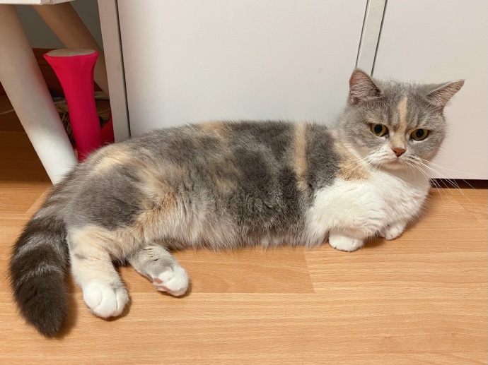 猫图片|宠物猫|猫咪|