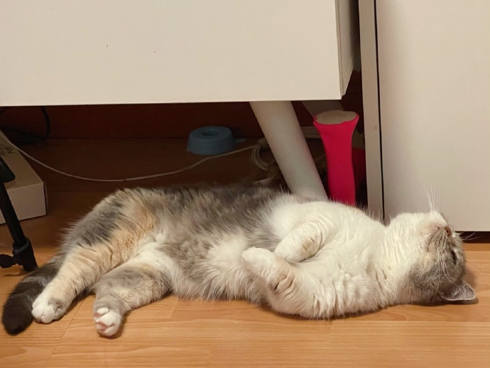 猫图片|宠物猫|猫咪|