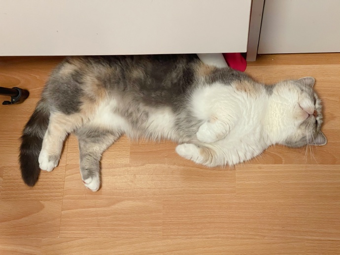 猫图片|宠物猫|猫咪|