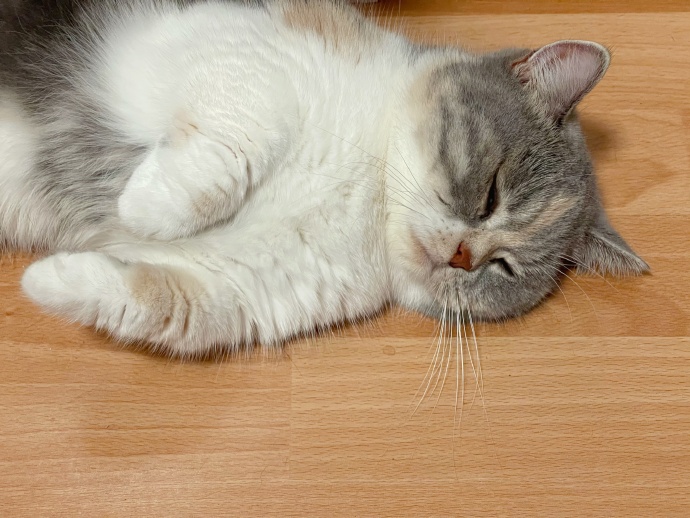 猫图片|宠物猫|猫咪|