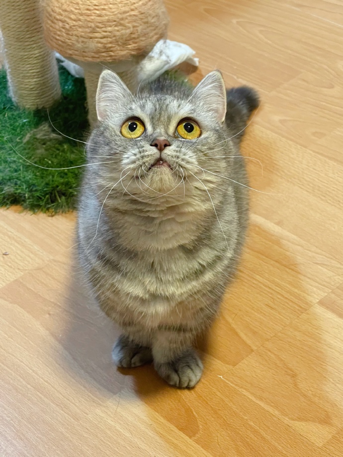 猫图片|宠物猫|猫咪|