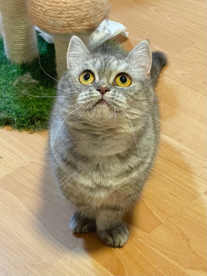 猫图片|宠物猫|猫咪|