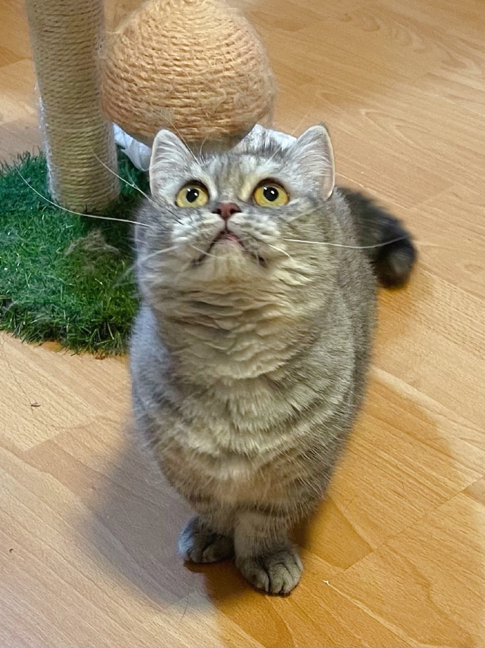 猫图片|宠物猫|猫咪|