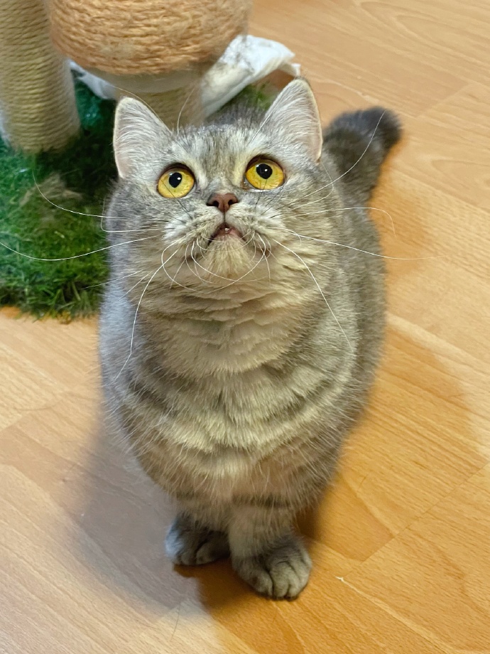 猫图片|宠物猫|猫咪|