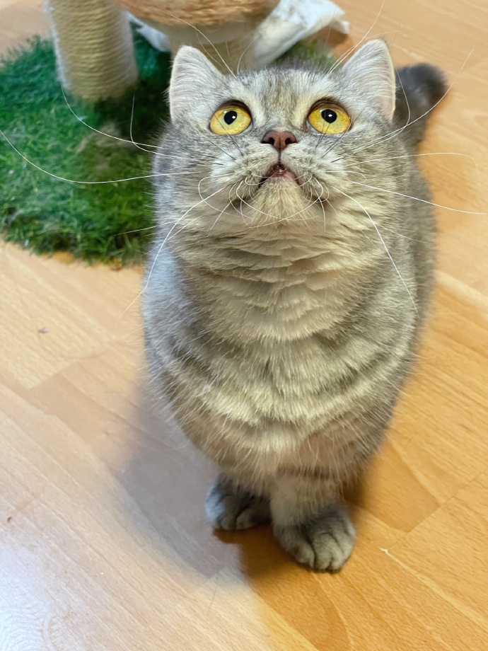 猫图片|宠物猫|猫咪|