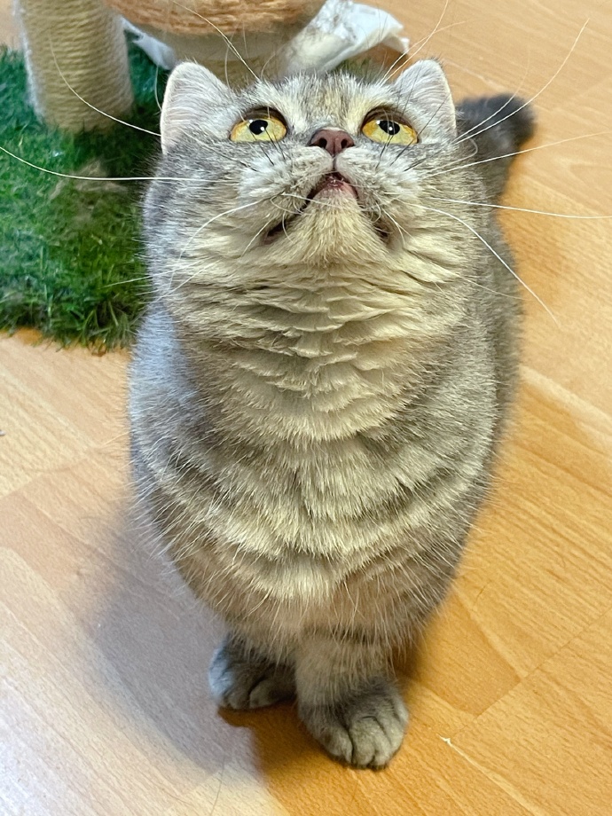 猫图片|宠物猫|猫咪|