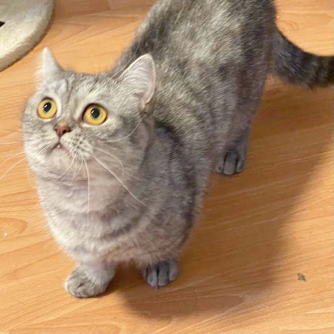 猫图片|宠物猫|猫咪|