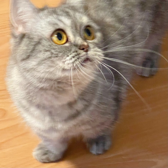 猫图片|宠物猫|猫咪|