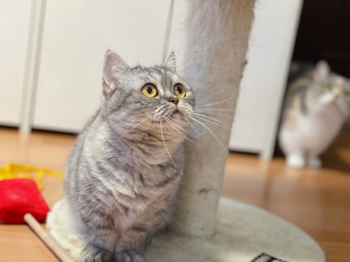 猫图片|宠物猫|猫咪|