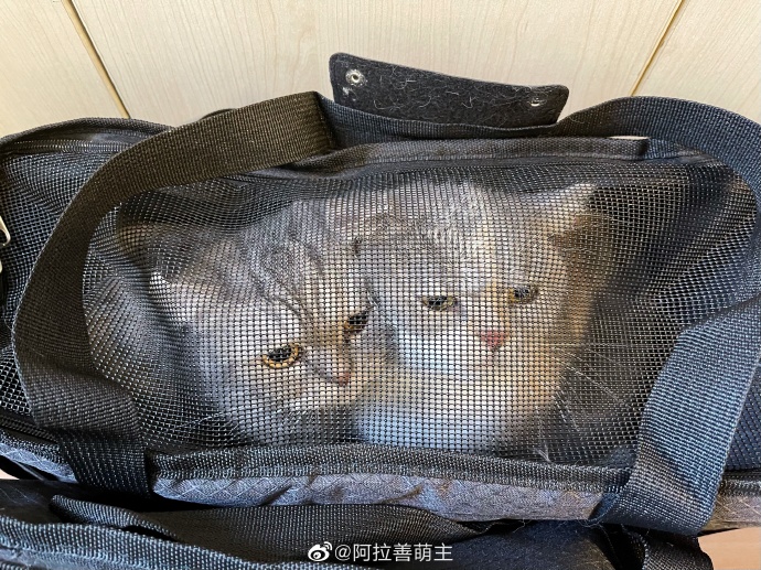 猫图片|宠物猫|猫咪|