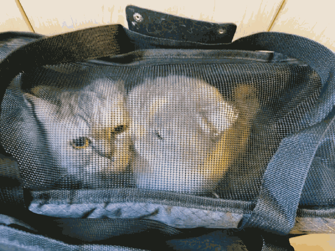 猫图片|宠物猫|猫咪|