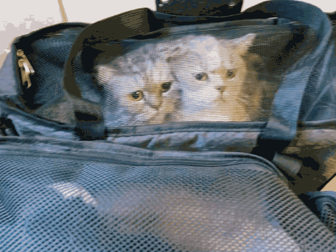 猫图片|宠物猫|猫咪|