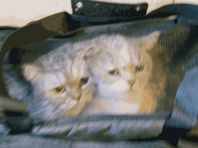 猫图片|宠物猫|猫咪|