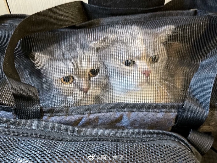 猫图片|宠物猫|猫咪|