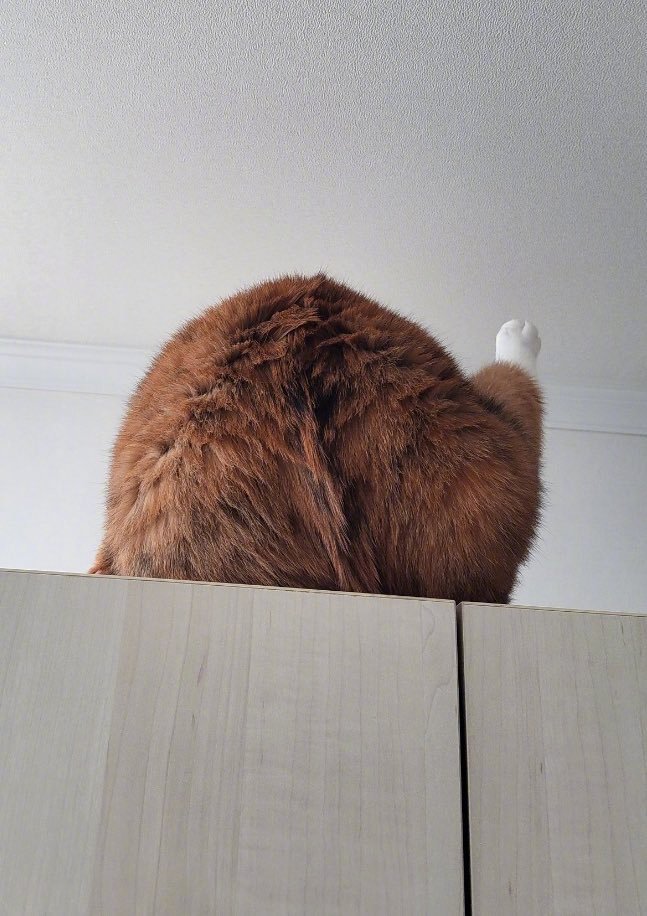 猫图片|宠物猫|猫咪|