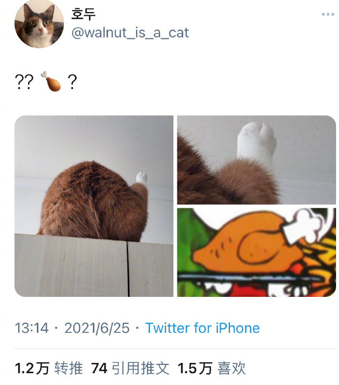 猫图片|宠物猫|猫咪|