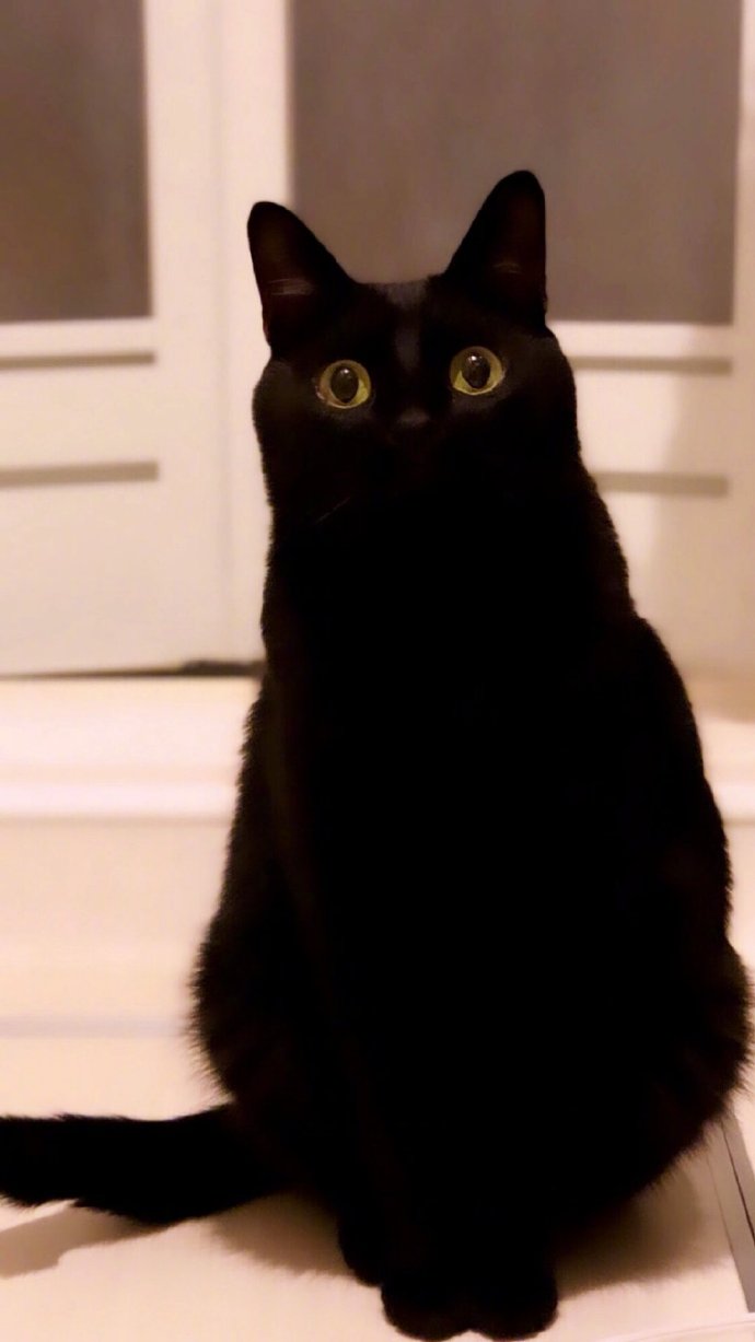 猫图片|宠物猫|猫咪|