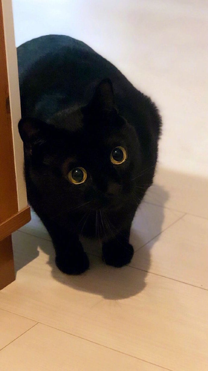 猫图片|宠物猫|猫咪|