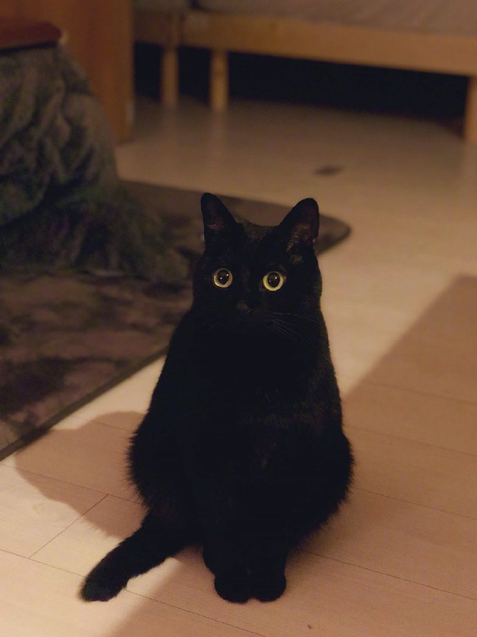 猫图片|宠物猫|猫咪|