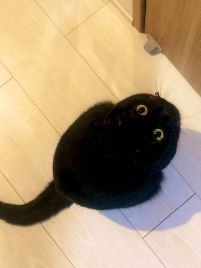 猫图片|宠物猫|猫咪|