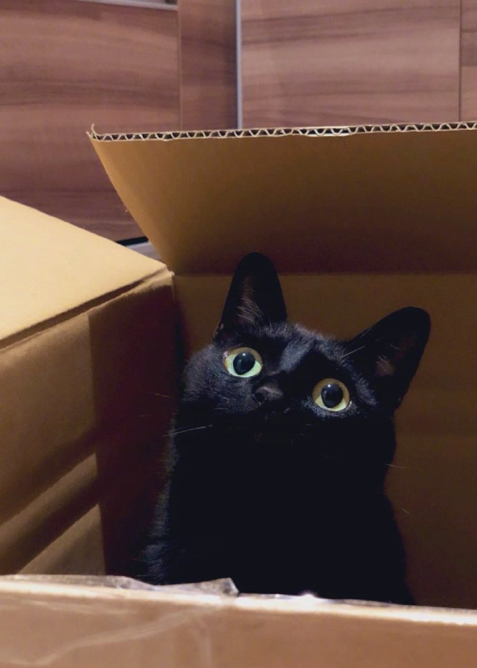 猫图片|宠物猫|猫咪|