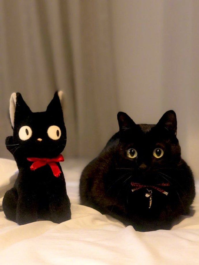 猫图片|宠物猫|猫咪|