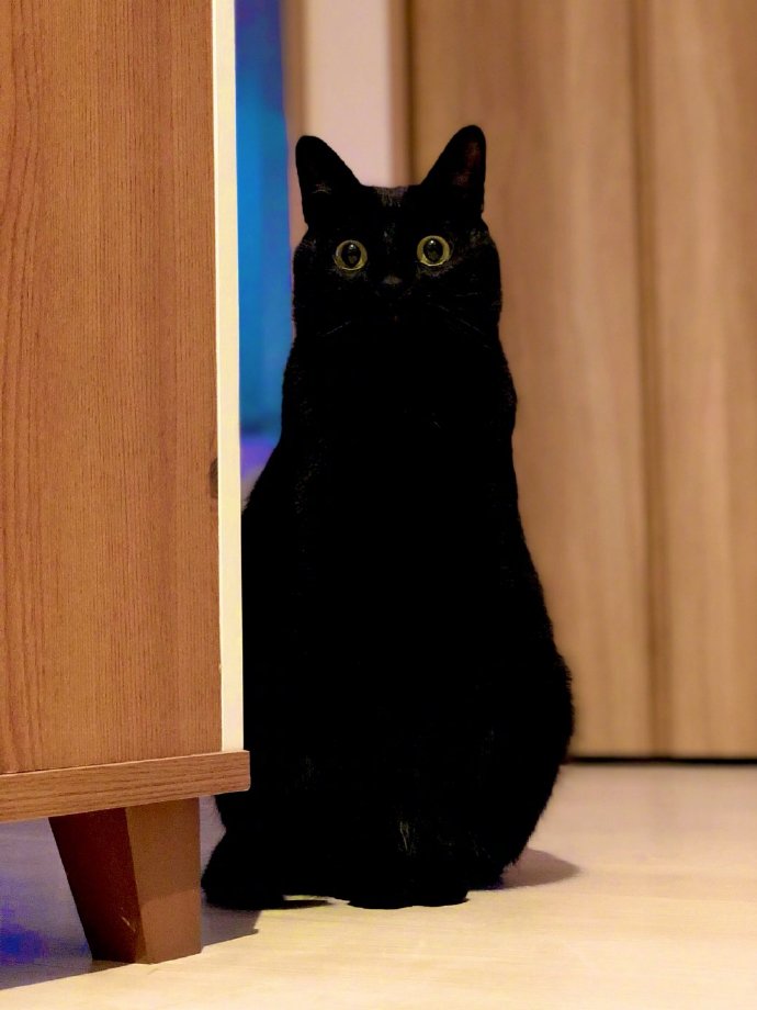 猫图片|宠物猫|猫咪|