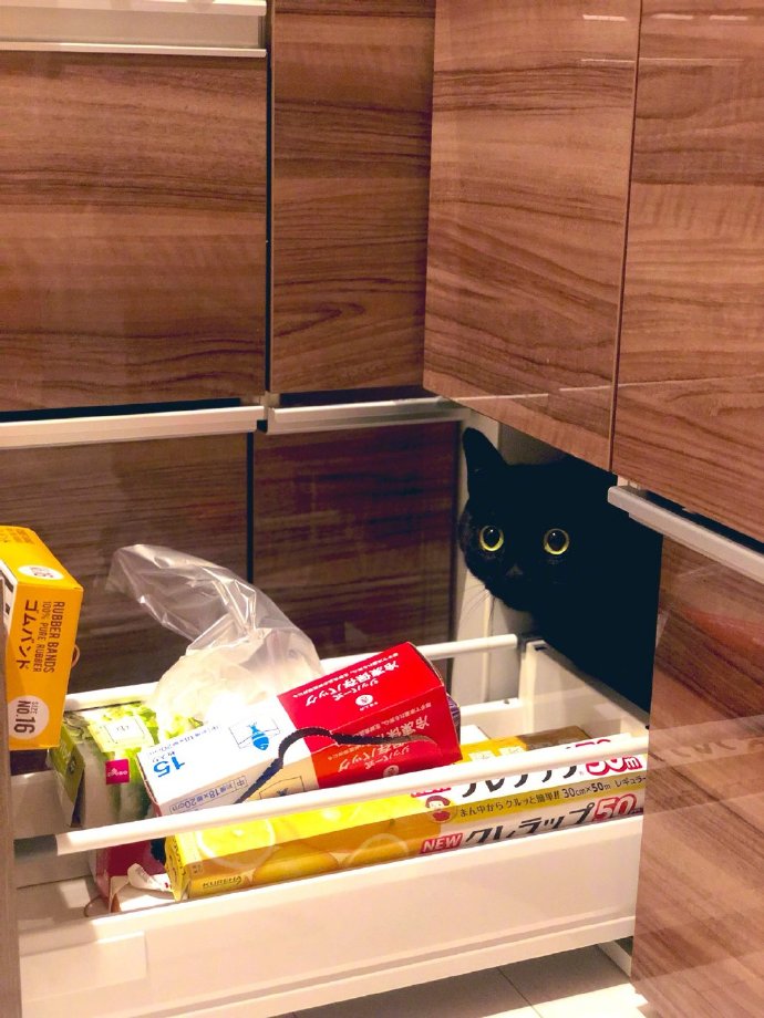 猫图片|宠物猫|猫咪|