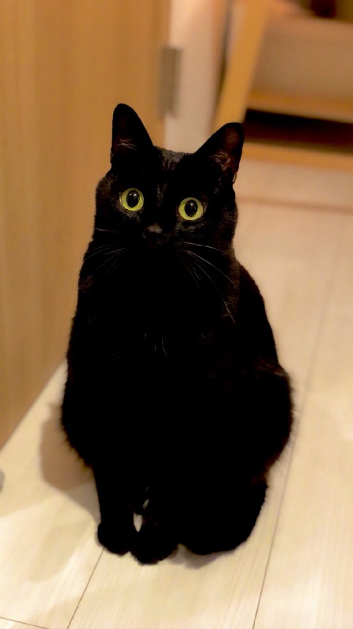 猫图片|宠物猫|猫咪|