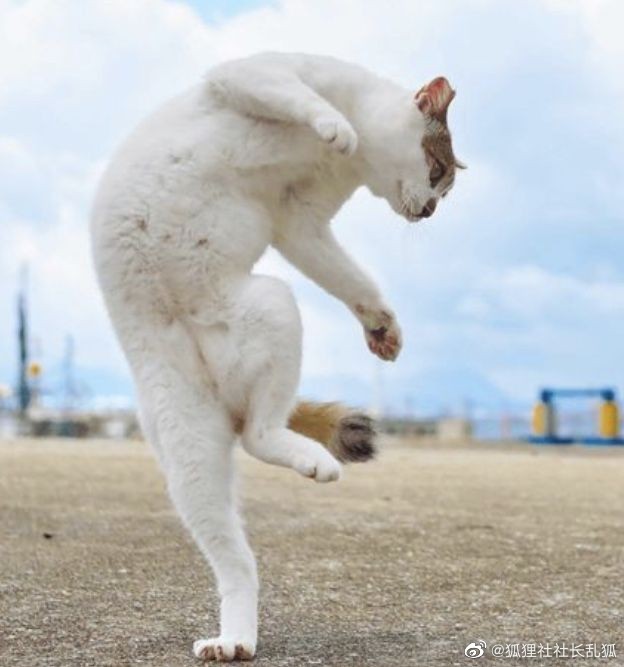 猫图片|宠物猫|猫咪|