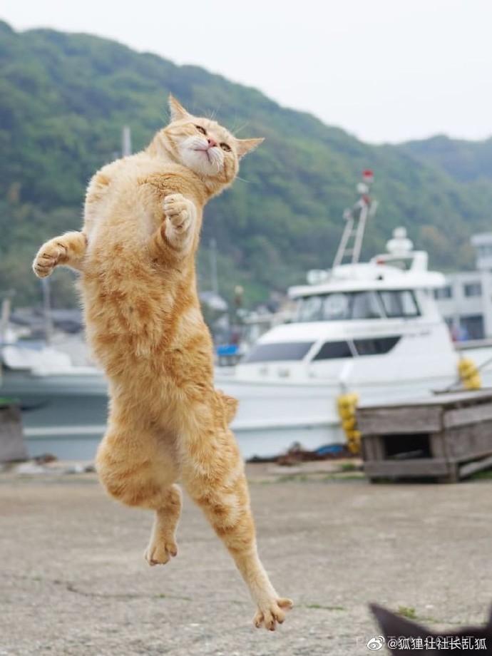 猫图片|宠物猫|猫咪|