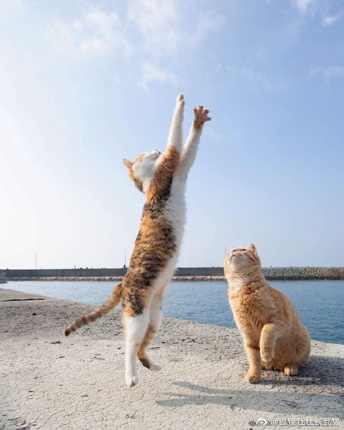 猫图片|宠物猫|猫咪|