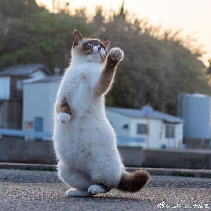 猫图片|宠物猫|猫咪|