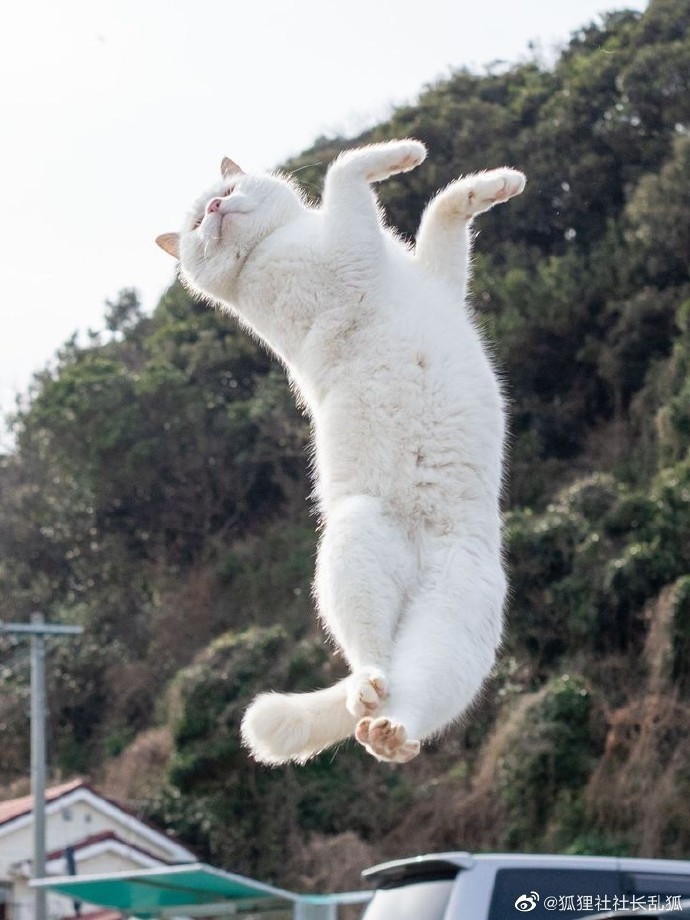 猫图片|宠物猫|猫咪|