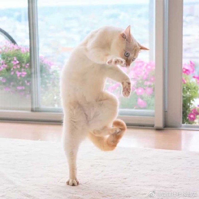 猫图片|宠物猫|猫咪|