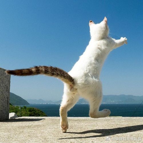 猫图片|宠物猫|猫咪|