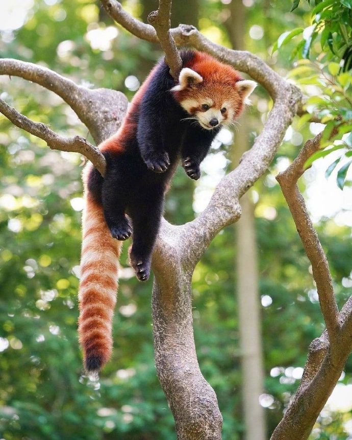 猫图片|宠物猫|猫咪|