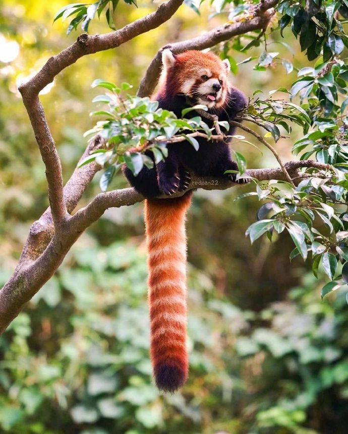 猫图片|宠物猫|猫咪|