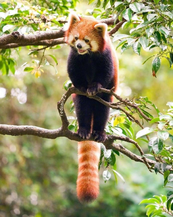 猫图片|宠物猫|猫咪|