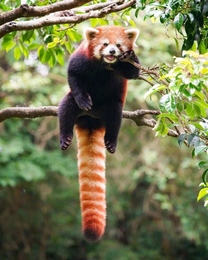 猫图片|宠物猫|猫咪|