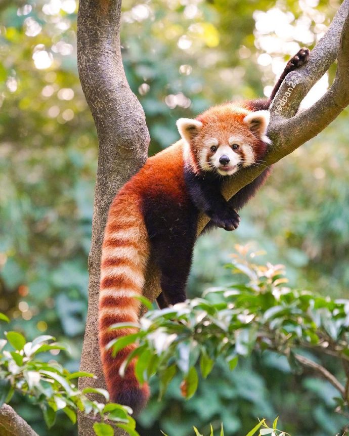 猫图片|宠物猫|猫咪|