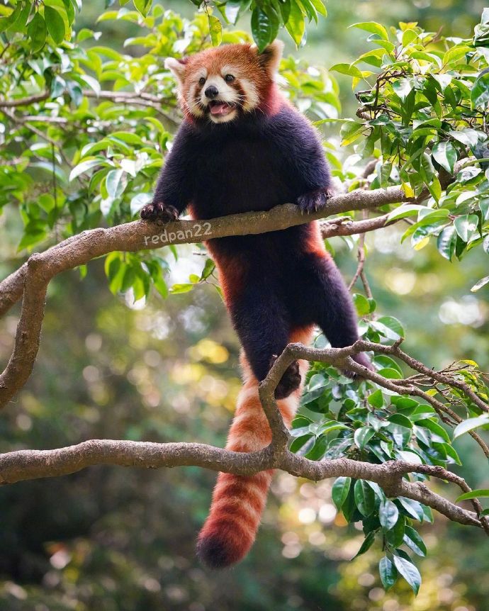 猫图片|宠物猫|猫咪|