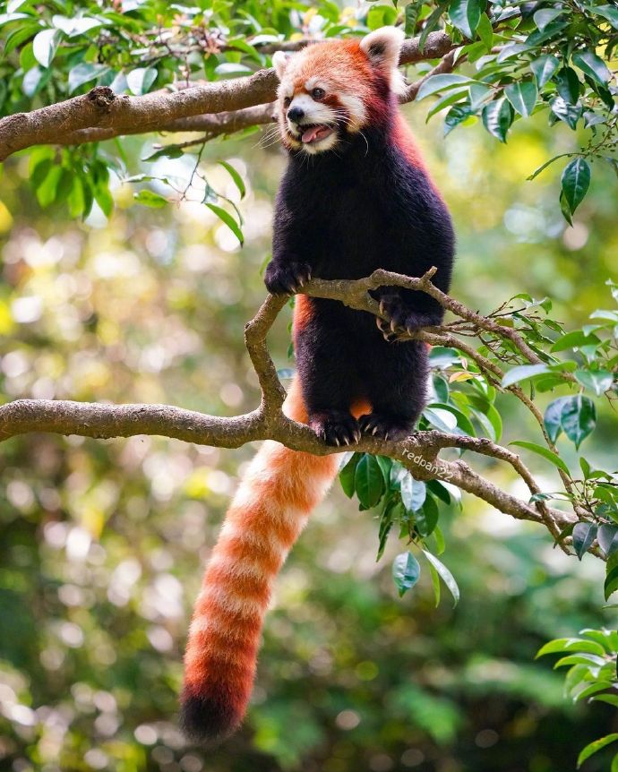 猫图片|宠物猫|猫咪|