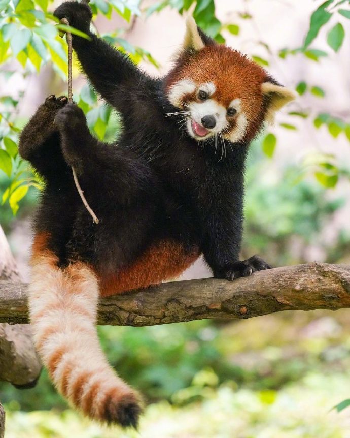 猫图片|宠物猫|猫咪|