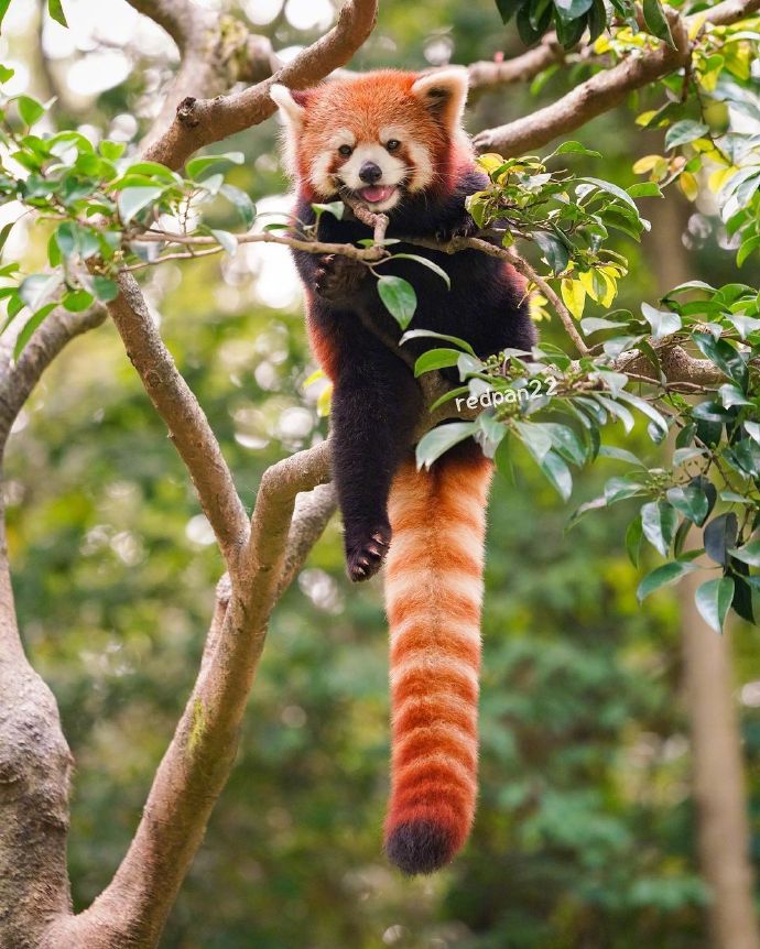 猫图片|宠物猫|猫咪|