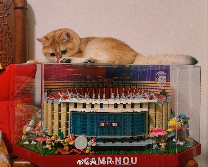 猫图片|宠物猫|猫咪|